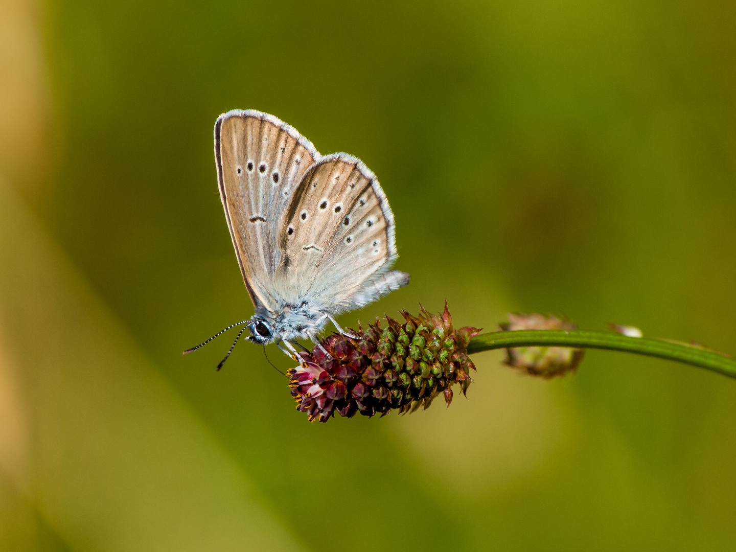 Heller Wiesenknopf-Ameisen-Bläuling (Maculinea teleius)