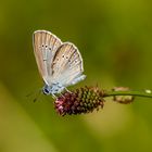 Heller Wiesenknopf-Ameisen-Bläuling (Maculinea teleius)