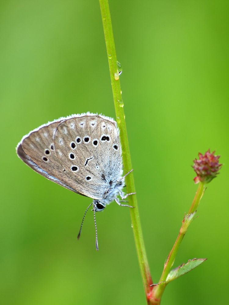 Heller Wiesenknopf-Ameisen-Bläuling (Phengaris teleius)