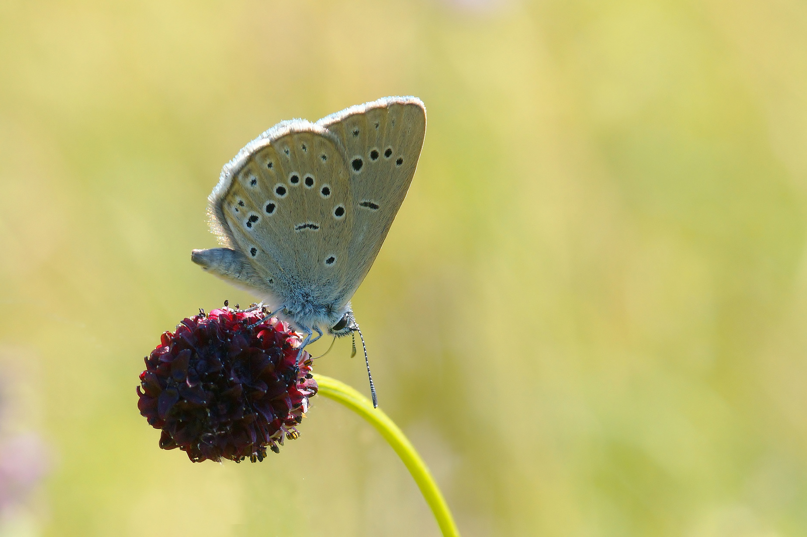 Heller Wiesenknopf-Ameisenbläuling