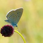 Heller Wiesenknopf-Ameisenbläuling