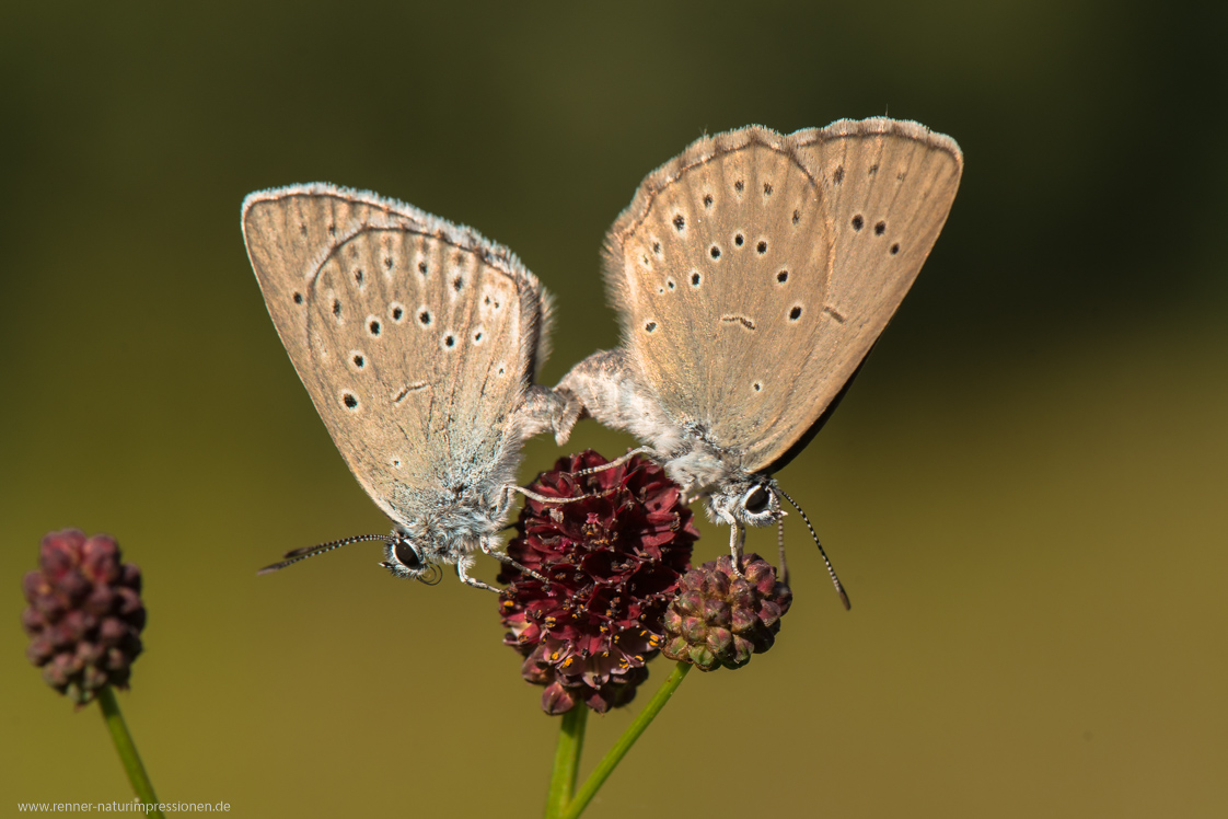 Heller Wiesenknopf-Ameisenbläuling 