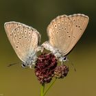 Heller Wiesenknopf-Ameisenbläuling 