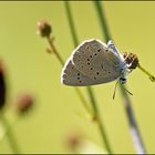 Heller Wiesenknopf Ameisenbläuling