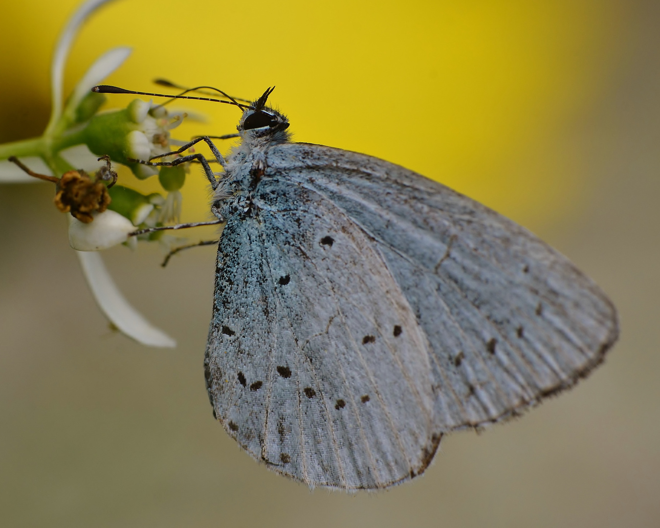 Heller Wiesenknopf-Ameisenbläuling?