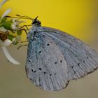 Heller Wiesenknopf-Ameisenbläuling?