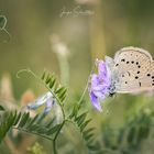 heller Wiesenknopf-Ameisenbläuling