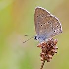 Heller-Wiesenknopf-Ameisenbläuling 3