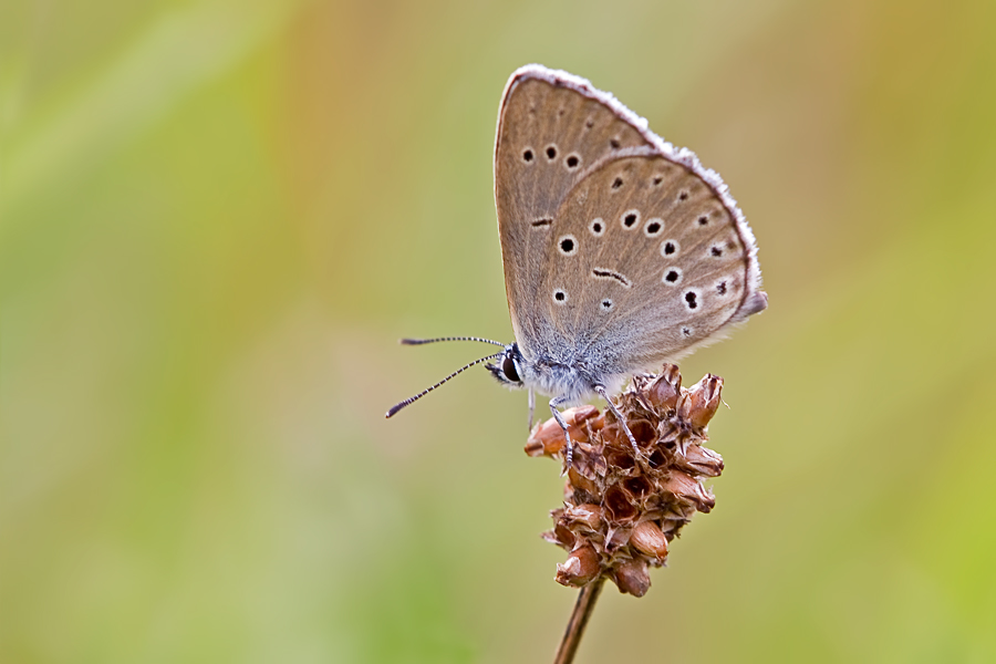 Heller-Wiesenknopf-Ameisenbläuling 3