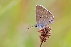 Heller-Wiesenknopf-Ameisenbläuling 3