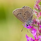 Heller Wiesenknopf-Ameisenbläuling