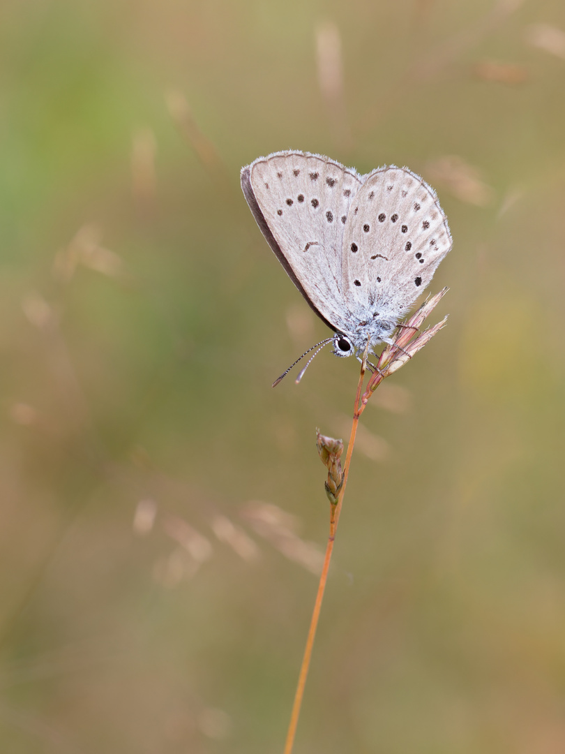 heller Wiesenknopf-Ameisenbläuling