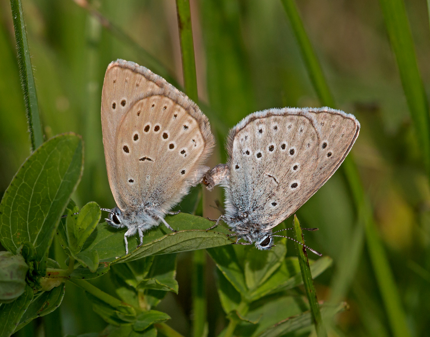 Heller Wiesenknopf-Ameisenbläuling