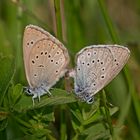 Heller Wiesenknopf-Ameisenbläuling