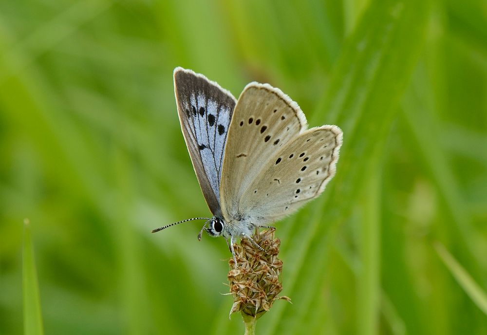 Heller Wiesenknopf-Ameisenbläuling