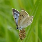 Heller Wiesenknopf-Ameisenbläuling