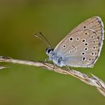 Heller-Wiesenknopf-Ameisenbläuling