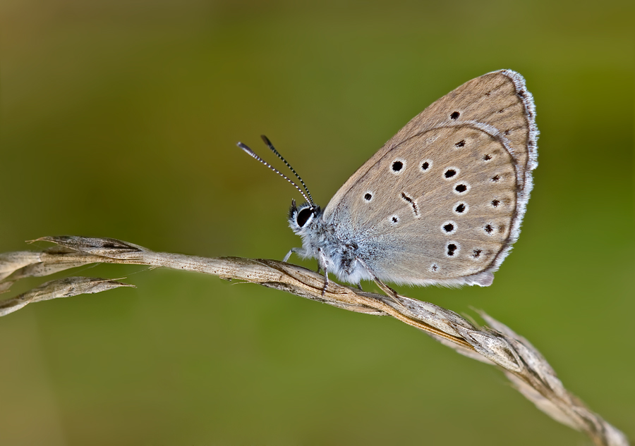 Heller-Wiesenknopf-Ameisenbläuling