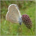 heller Wiesenknopf-Ameisenbläuling