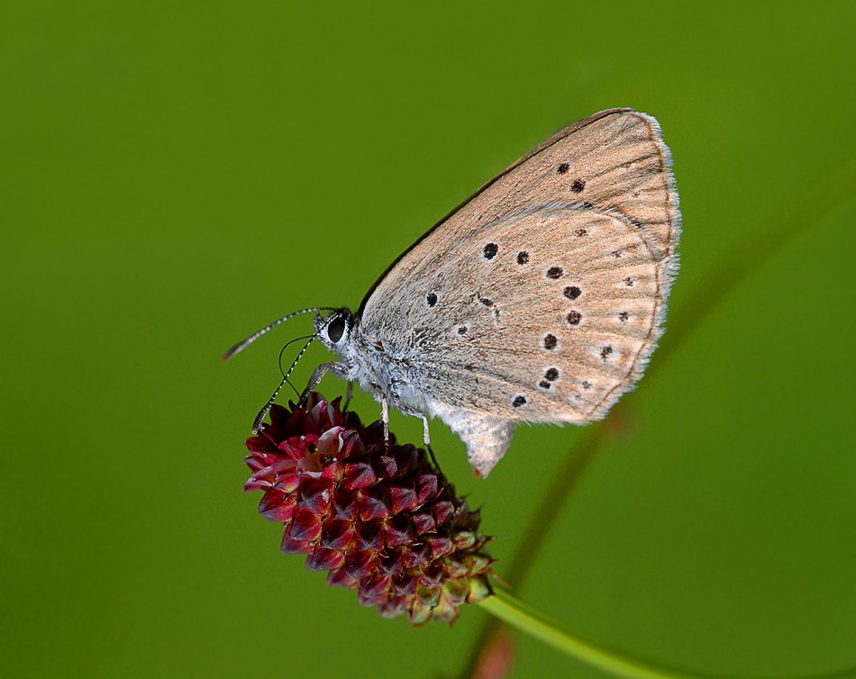 Heller Wiesenknopf-Ameisenbläuling