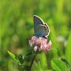 heller Wiesenknopf-Ameisenbläuling