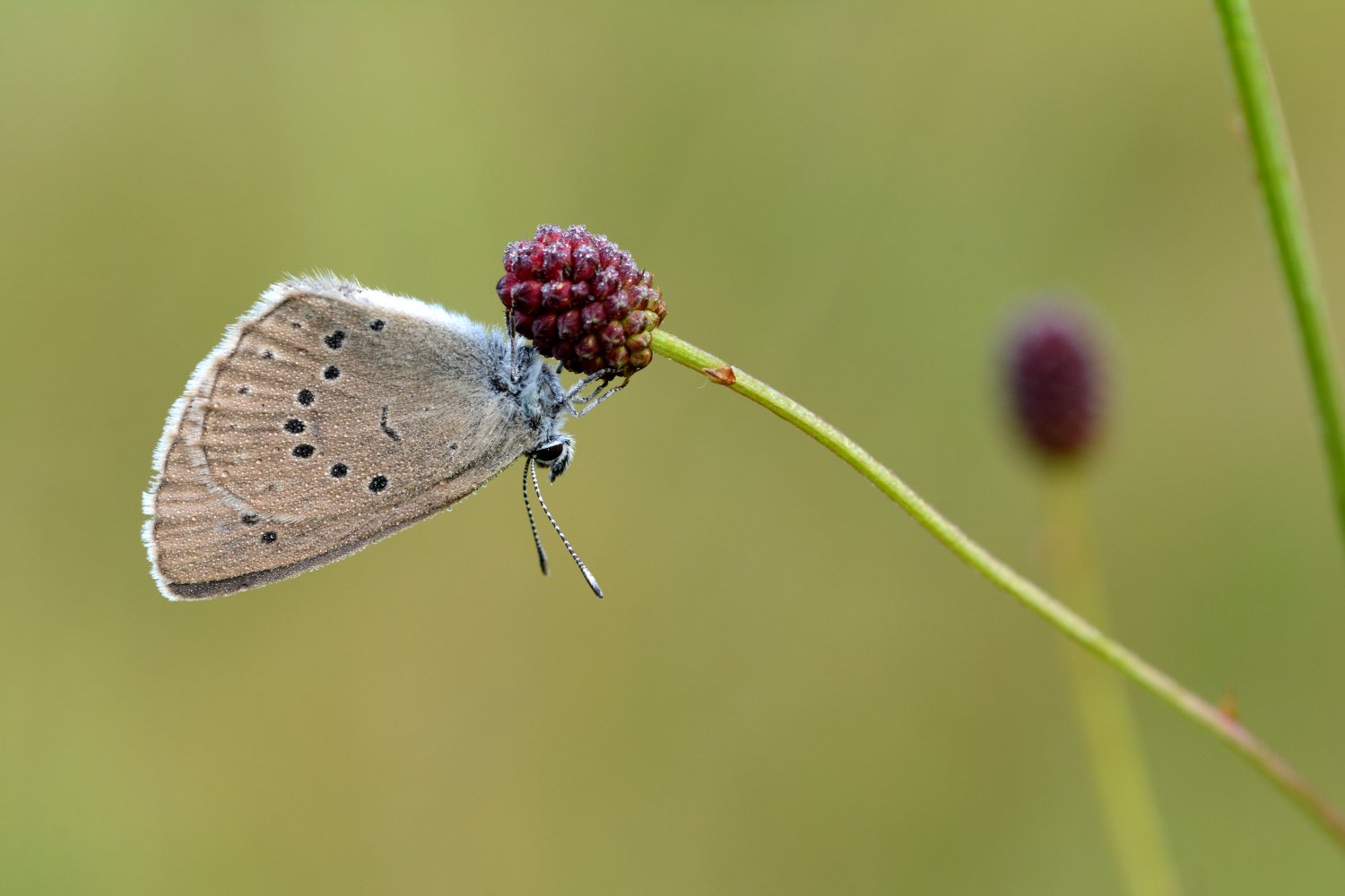 Heller Wiesenknopf-Ameisenbläuling