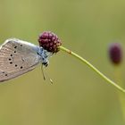 Heller Wiesenknopf-Ameisenbläuling