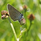 Heller Wiesenknopf-Ameisenbläuling bei der Eiablage