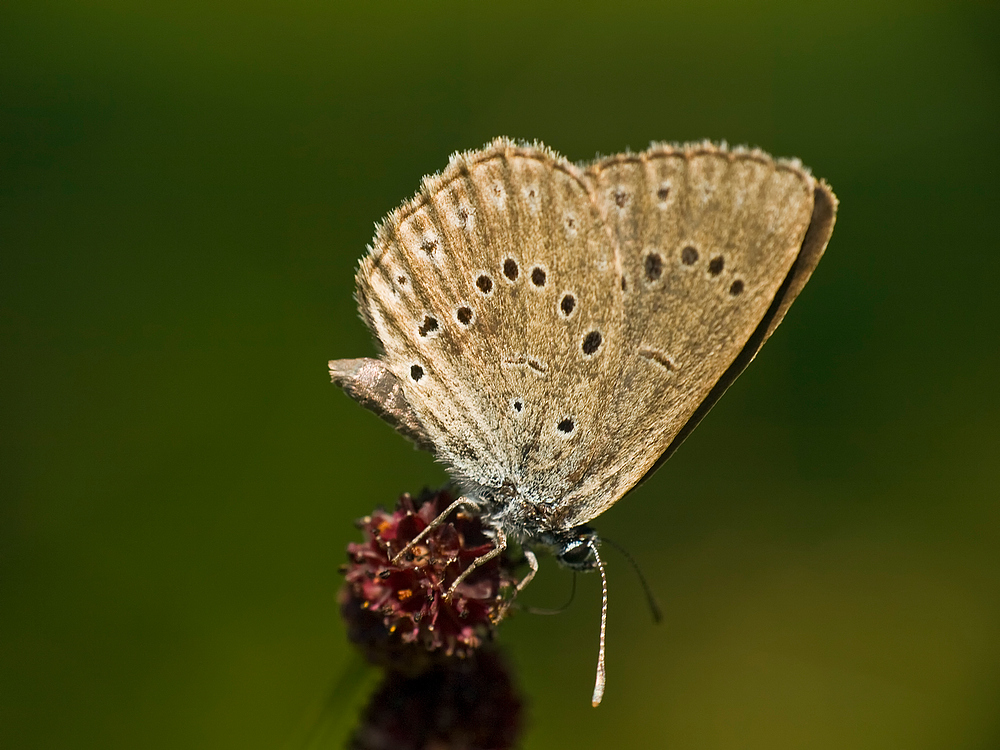 Heller Wiesenknopf-Ameisenbläuling