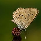 Heller Wiesenknopf-Ameisenbläuling