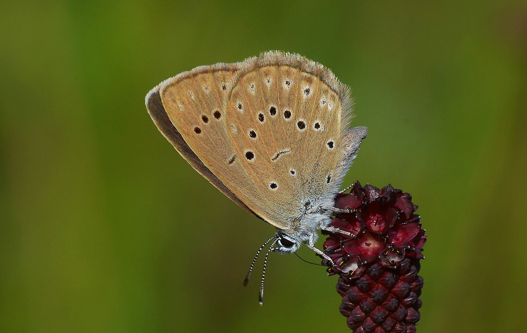 Heller Wiesenknopf-Ameisenbläuling