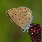 Heller Wiesenknopf-Ameisenbläuling