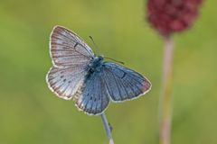 Heller Wiesenknopf- Ameisenbläuling'