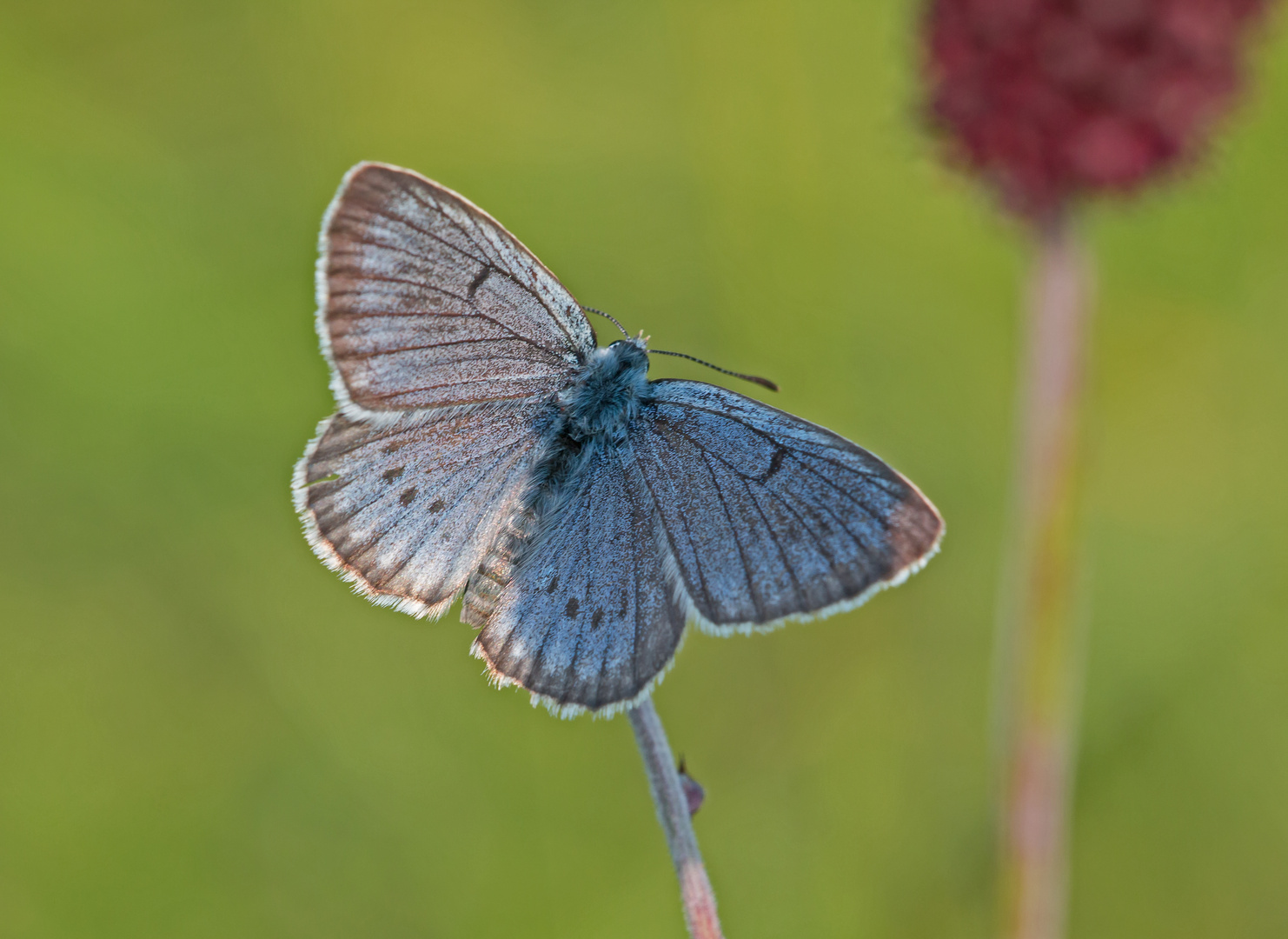 Heller Wiesenknopf-Ameisenbläuling