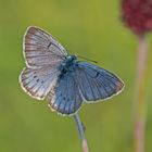 Heller Wiesenknopf-Ameisenbläuling