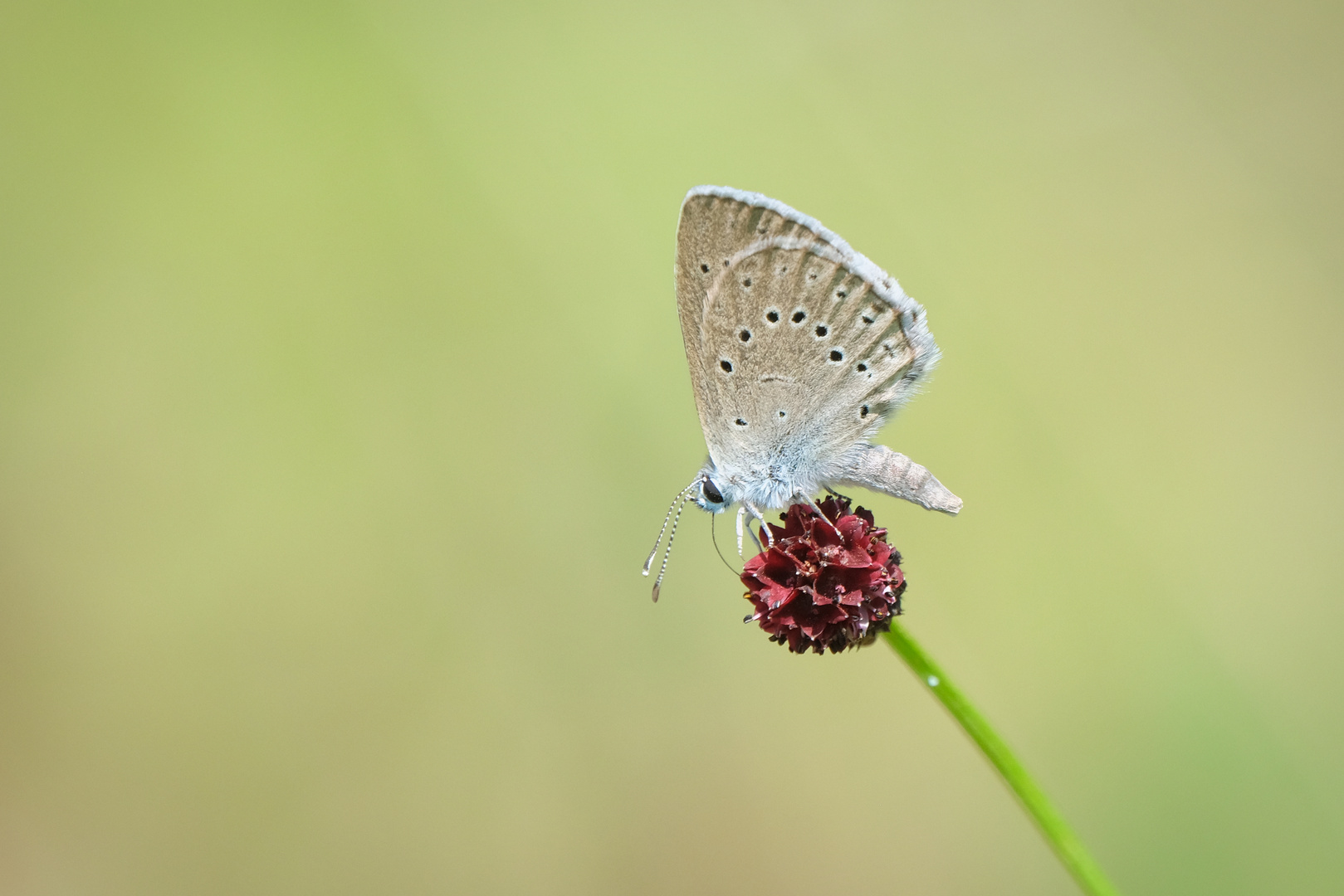 Heller Wiesenknopf - Ameisenbläuling