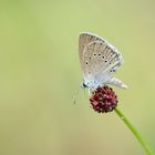 Heller Wiesenknopf - Ameisenbläuling