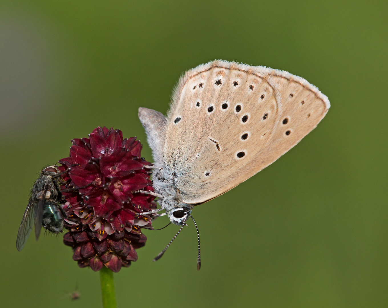 Heller Wiesenknopf-Ameisenbläuling