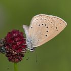 Heller Wiesenknopf-Ameisenbläuling