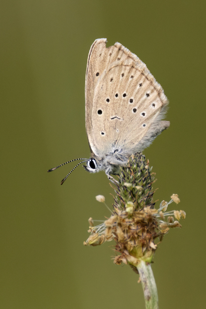 Heller Wiesenknopf-Ameisenbläuling