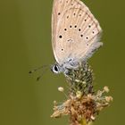 Heller Wiesenknopf-Ameisenbläuling