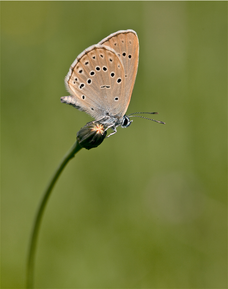 Heller Wiesenknopf-Ameisenbläuling