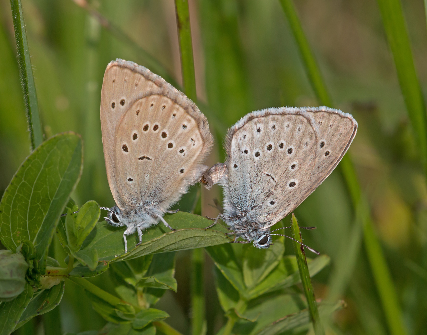 Heller Wiesenknopf-Ameisenbläuling Kopula