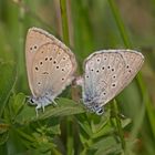 Heller Wiesenknopf-Ameisenbläuling Kopula