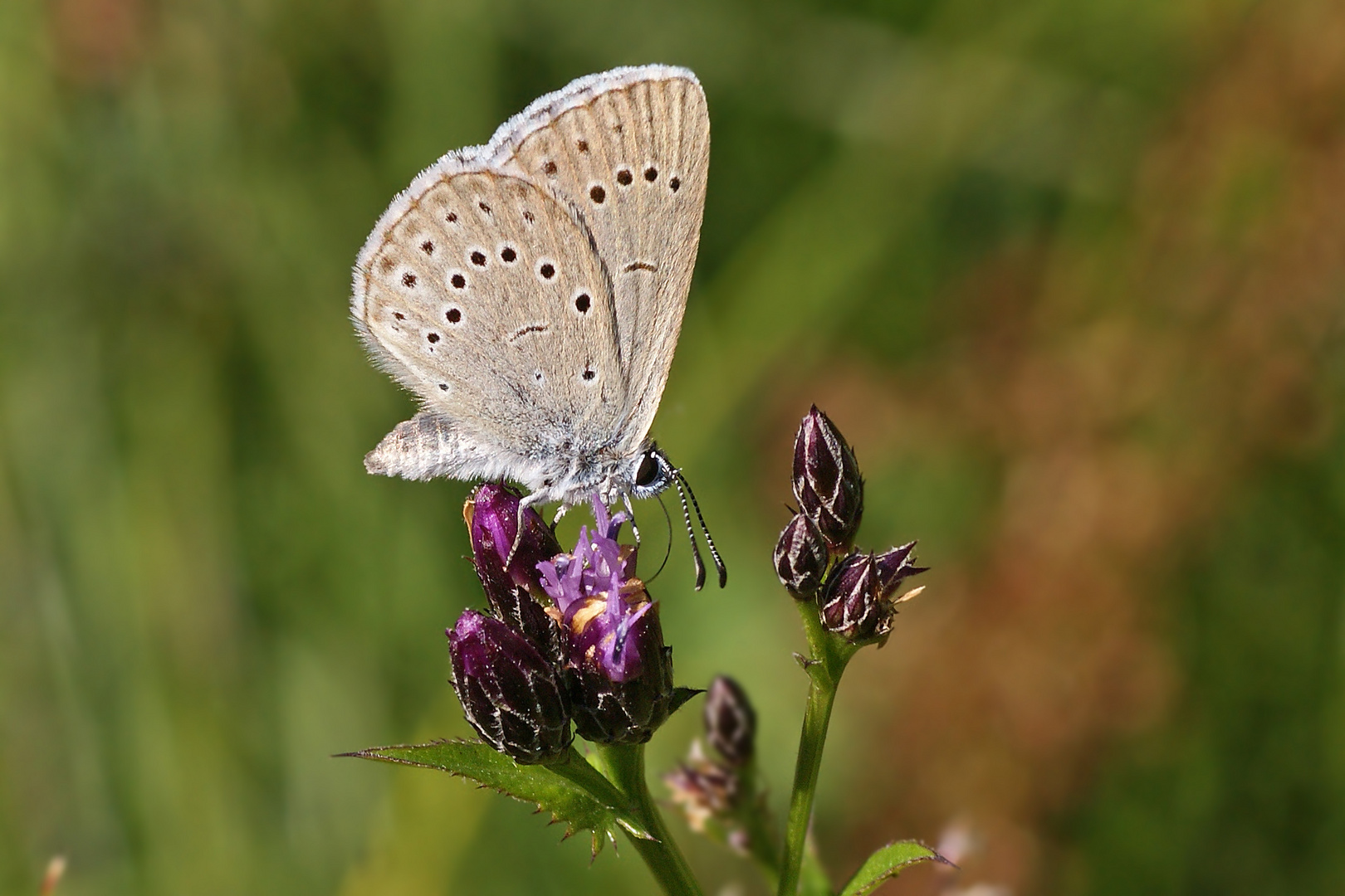 Heller Wiesenknopf-Ameisenbläuling (Maculinea teleius)