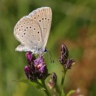 Heller Wiesenknopf-Ameisenbläuling (Maculinea teleius)