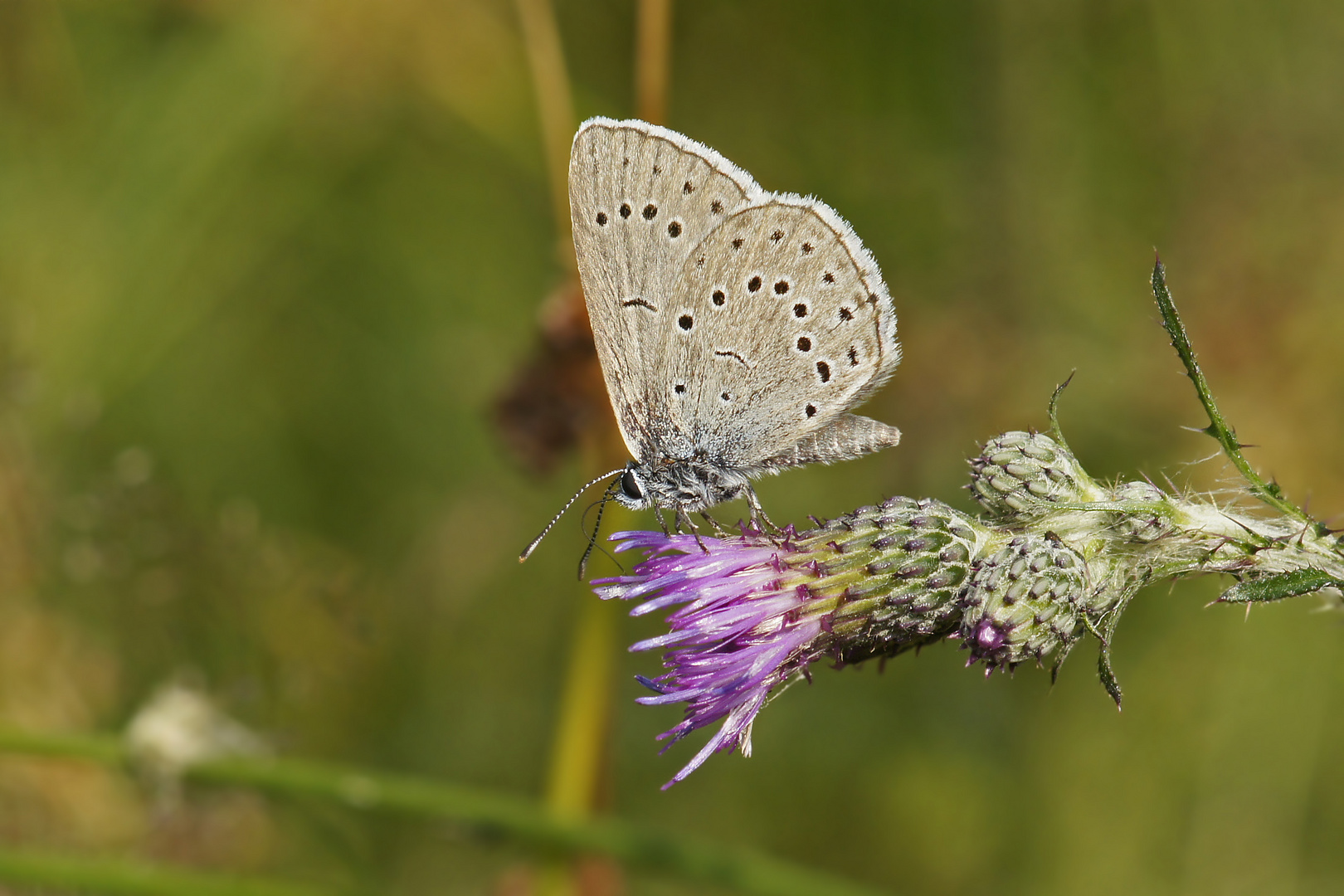 Heller Wiesenknopf-Ameisenbläuling (Maculinea teleius)