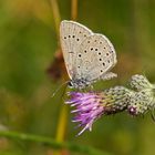 Heller Wiesenknopf-Ameisenbläuling (Maculinea teleius)