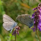 Heller Wiesenknopf-Ameisenbläuling (Maculinea teleius) 