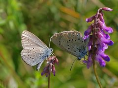 Heller Wiesenknopf-Ameisenbläuling (Maculinea teleius) 